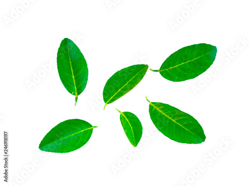 Lemon leaves and drops of water on a lemon leaf on a white background