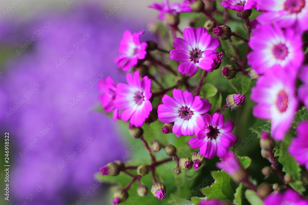 Several Beautiful Flowers