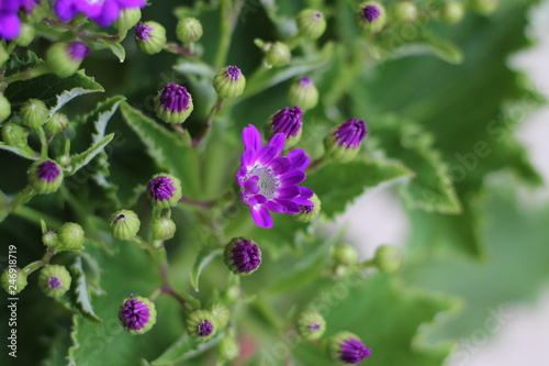 Several Beautiful Flowers