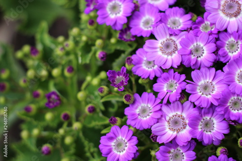 Several Beautiful Flowers