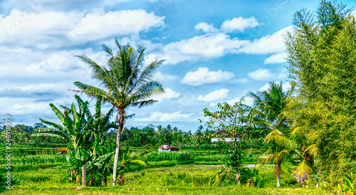 Green Terrace Rice Fields in Bali, indonesia