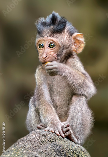 Obraz na płótnie Long tailed macaque monkey,sacred monkey forest, Bali,Indonesia w salonie