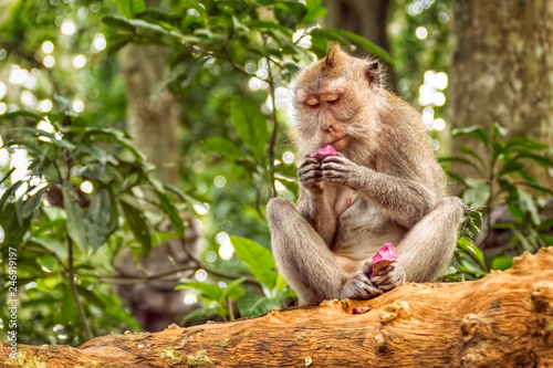 Long tailed macaque in sacred monkey forest in Ubud,Bali,Indonesia 
