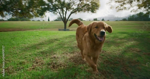Adorable Golden Retriever happily runs towards camera in park, summer dog park