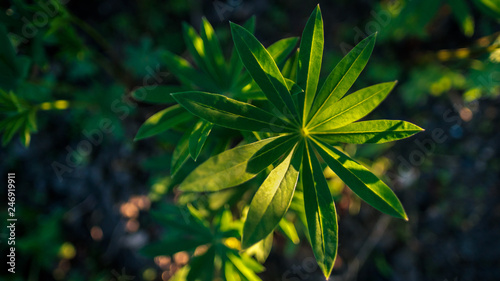 green leaves of lupine lit by the sunset