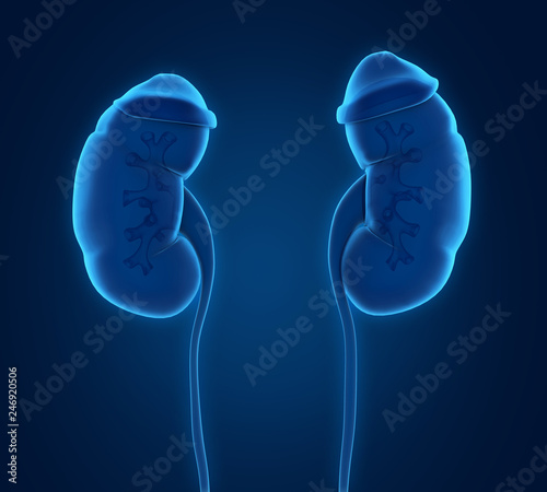 Human Kidneys Anatomy photo