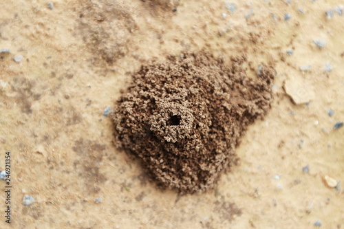 Top view of Ant's nest on the ground, Close up 