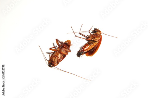 Cockroach or Chinese name Zhang Lang on White Background