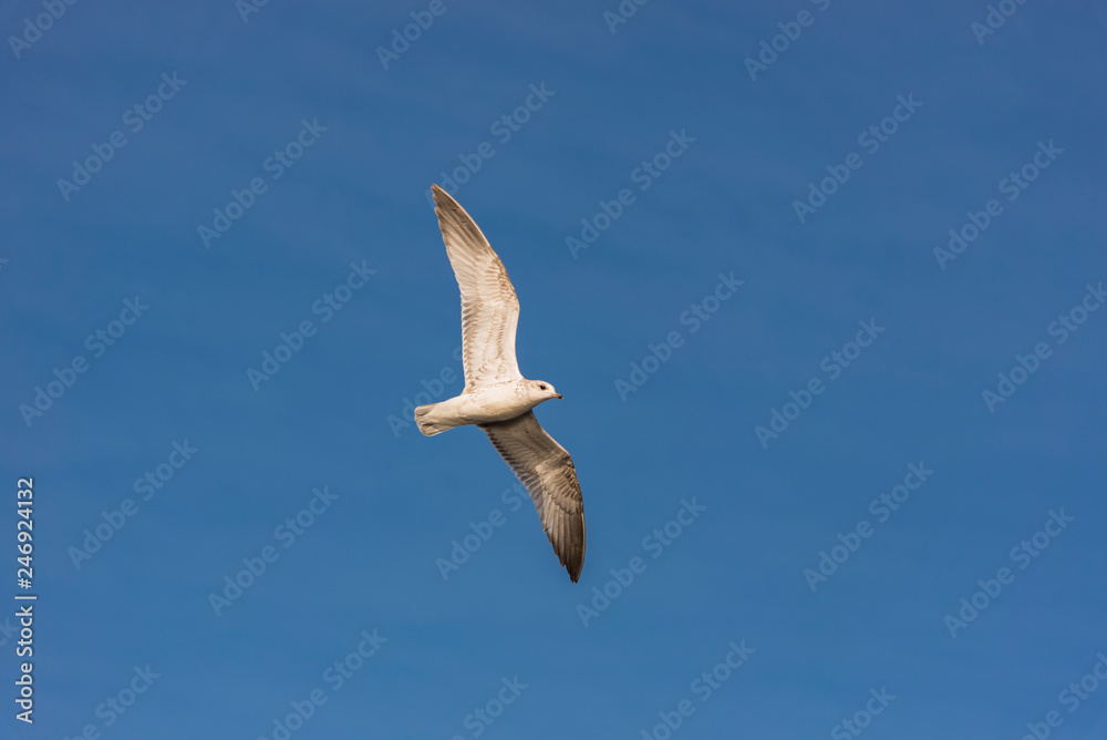 Obraz premium white seagull soars in the blue sky