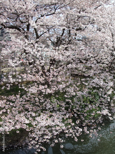 春に、桜。