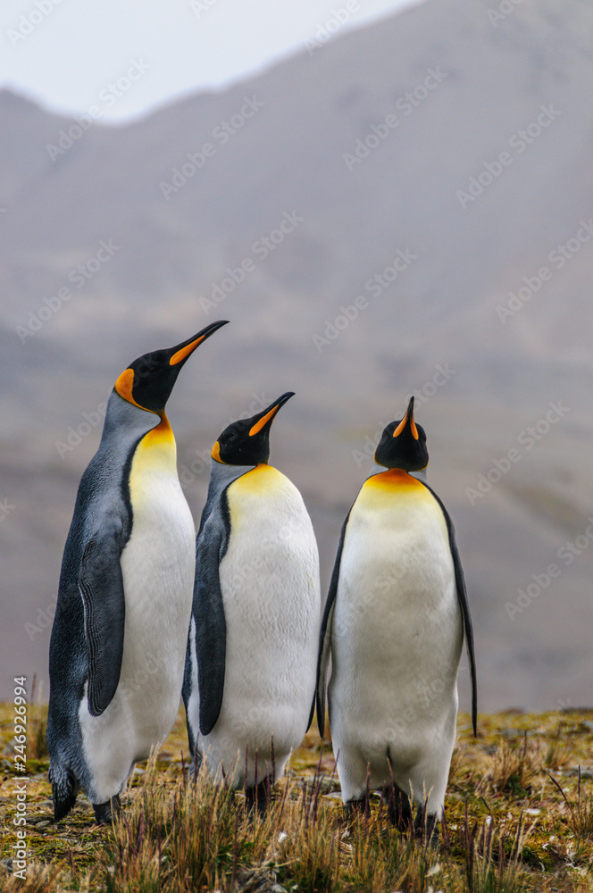 Fototapeta premium Three King Penguins at Fortuna Bay