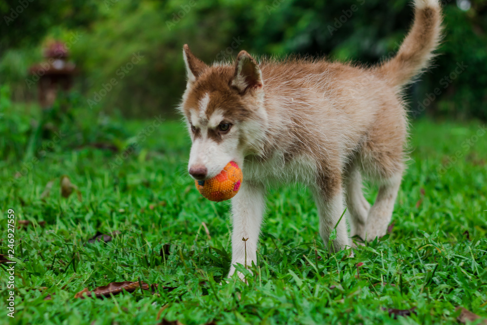 Siberian Husky puppy playing with a ball. Siberian Husky puppy playing with a ball.