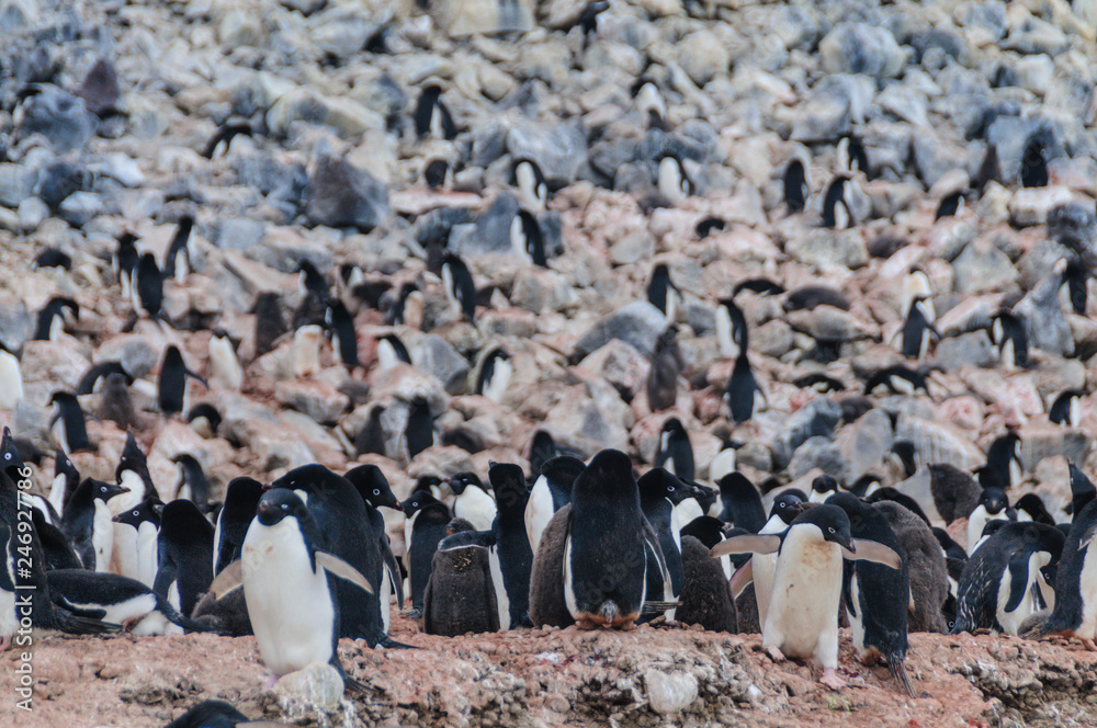 Fototapeta premium Adelie Penguins on Paulet Island