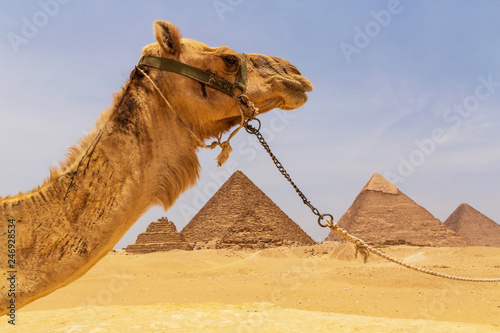 camel against Great pyramids of Giza, Egypt
