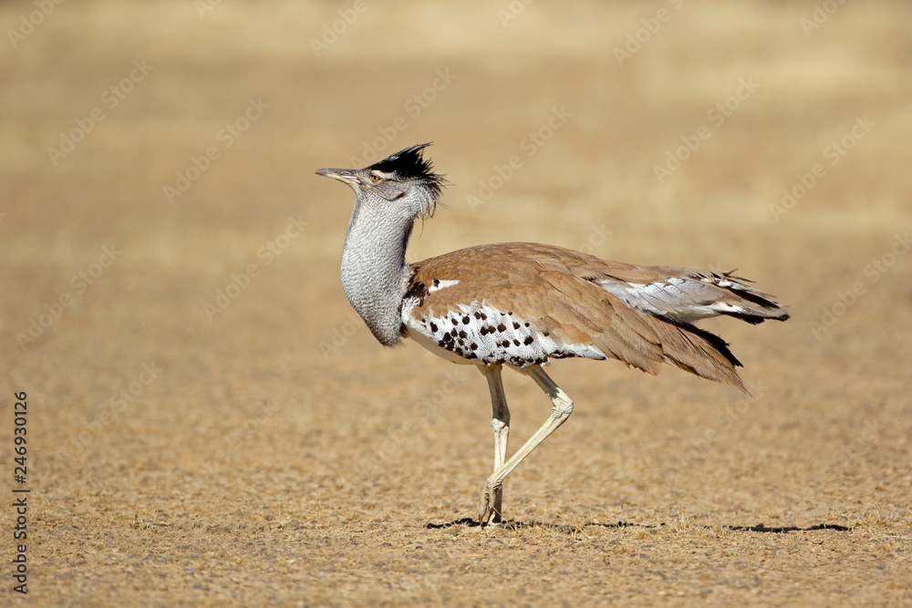 Male kori bustard (Ardeotis kori) in natural habitat, Kalahari desert, South Africa. Male kori bustard (Ardeotis kori) in natural habitat, Kalahari desert, South Africa.
