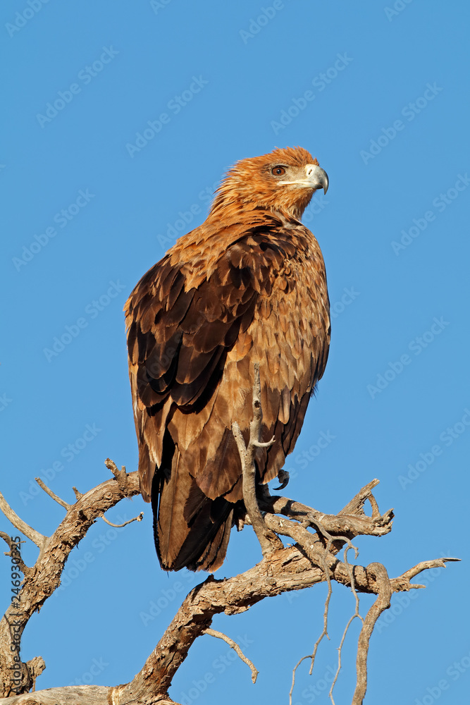 Tawny eagle (Aquila rapax) perched on a tree, Kalahari desert, South Africa. Tawny eagle (Aquila rapax) perched on a tree, Kalahari desert, South Africa.