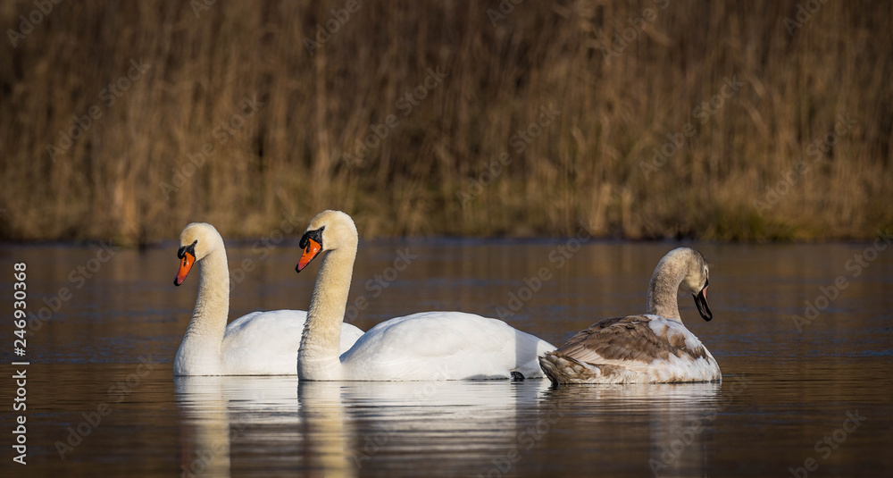 Fototapeta premium Swan family having a swim