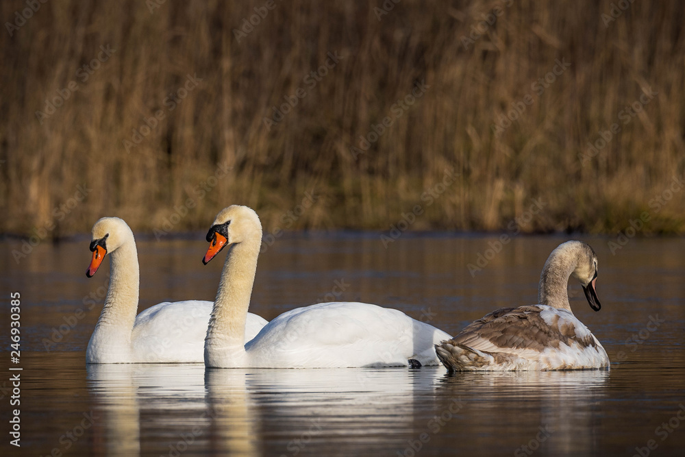 Obraz premium Swan family having a swim