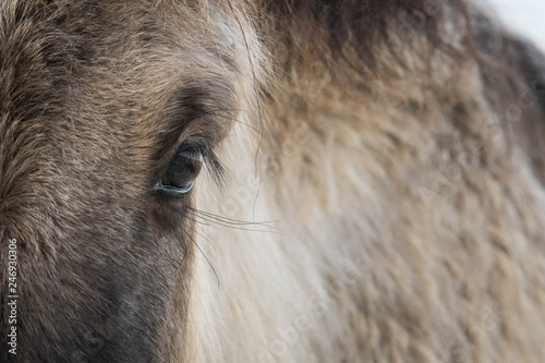 Konik- Wild horse eye closeup
