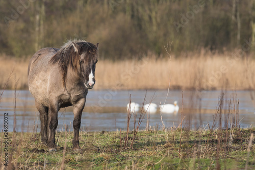 A Konik- or Wild horse near a pond photo