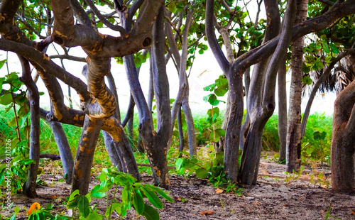 Sea Grape Tree Bunch At The Entrance of a Beach photo