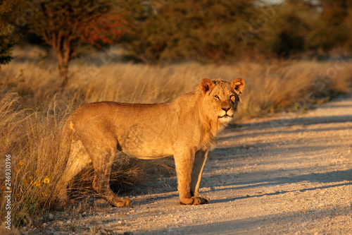 Young male African lion (Panthera leo) in late afternoon light, South Africa.