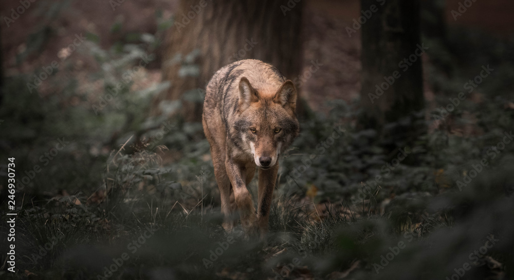 Wolf walking in the woods