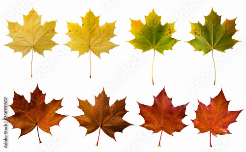 Isolated autumn colorful foliage. Maple leaves on a white background