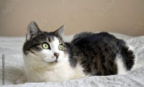 Portrait of cat