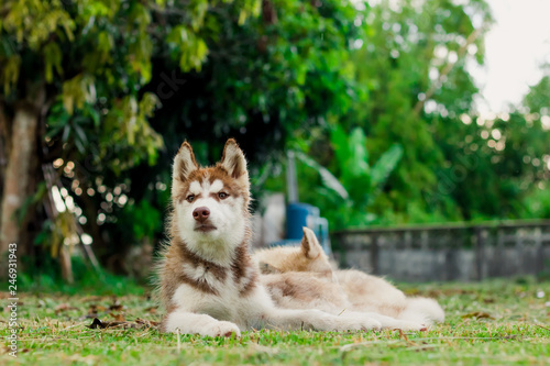 Puppy Siberian husky.it so cute.It has brown hair. © taisuke