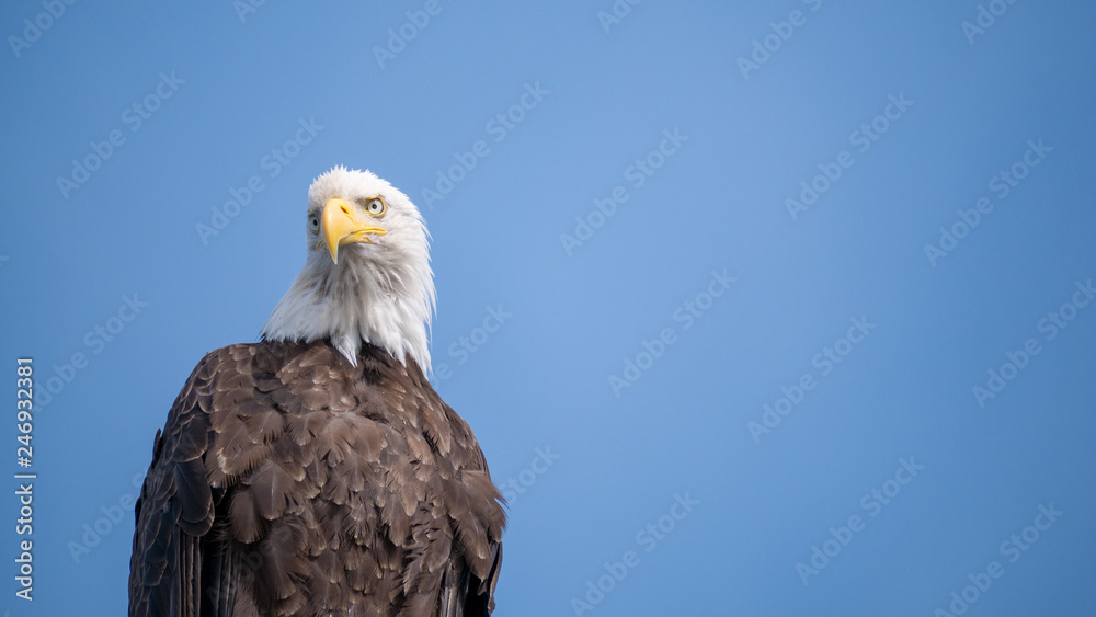 Fototapeta premium Blad Eagle Resting