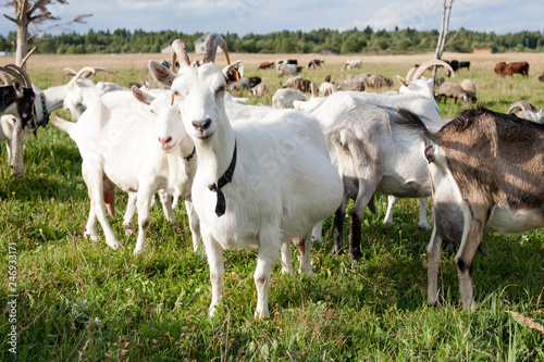 goat herd on green grass pasture summer background