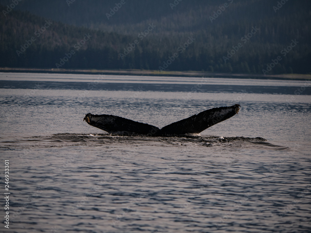 Fototapeta premium Whales