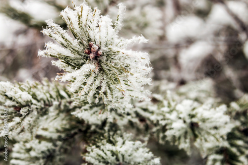 pine branches covered with snow in winter forest