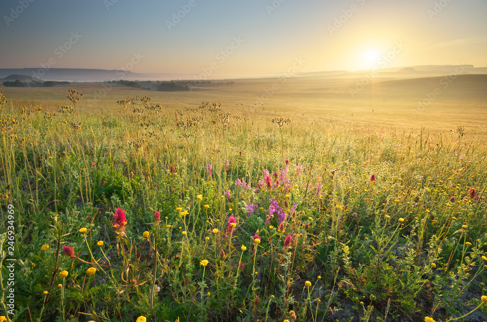 Naklejka premium Morning nature meadow landscape.