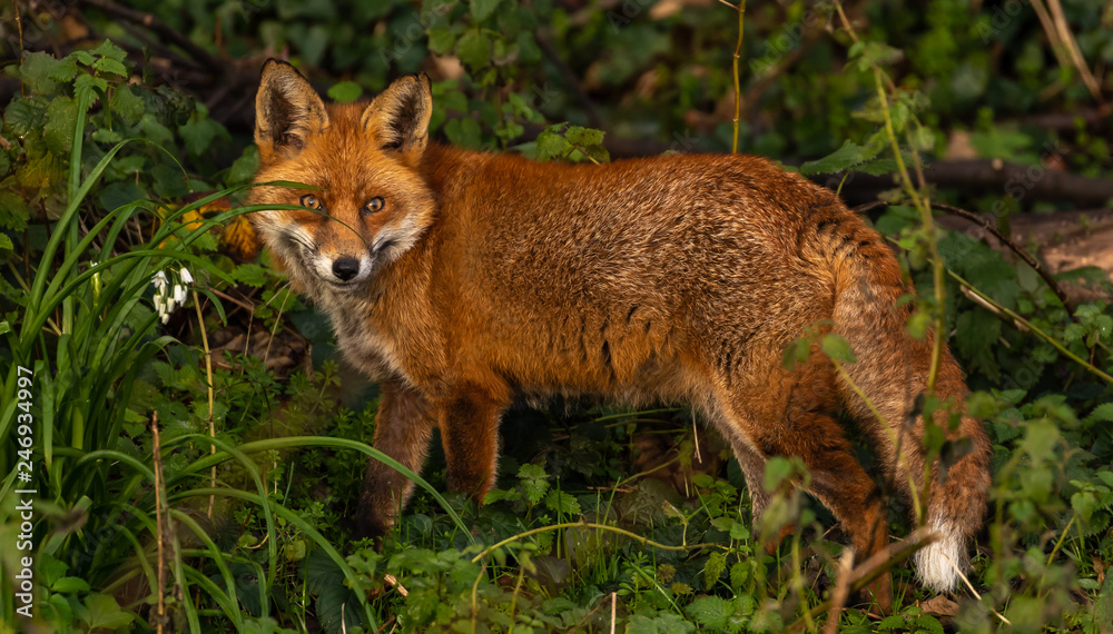 Fototapeta premium Red Fox