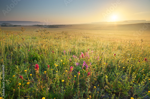 Morning nature meadow landscape.