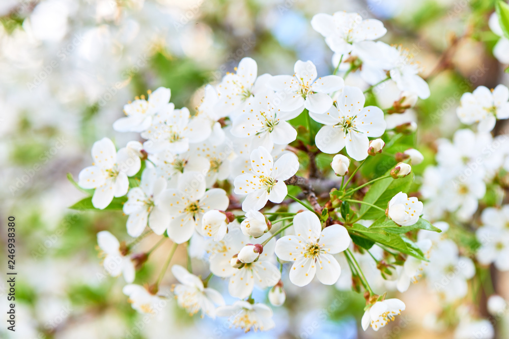 Flowers Flowers