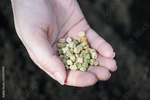 Pea seeds in the palm of a woman farmer. Fragment of a woman's hand. Horizontal photography