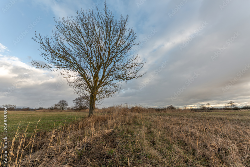 Fototapeta premium Prairie en hivers