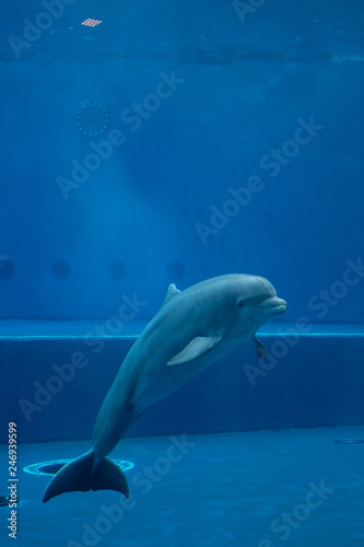 The dolphin in the aquarium © Tiberio