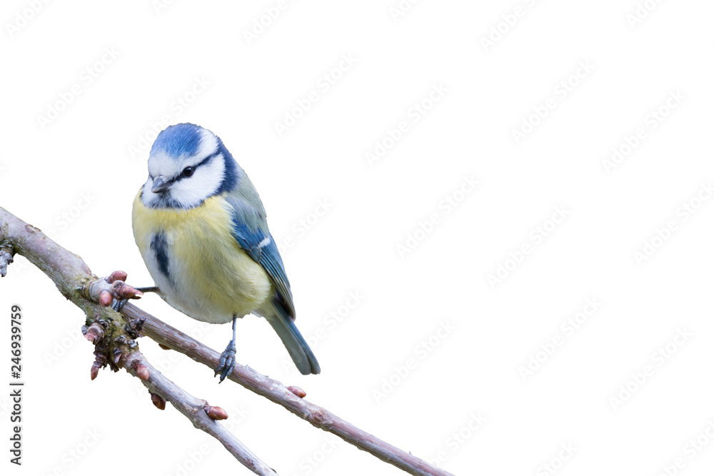 Obraz premium blue tit on white background