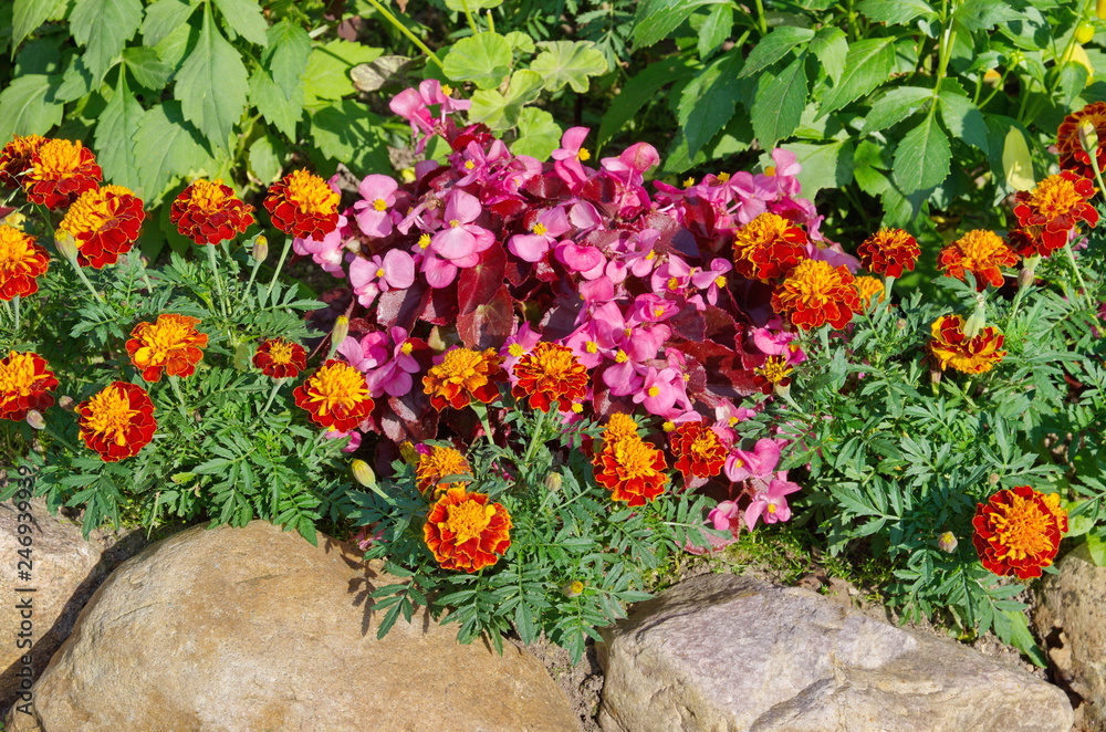 Begonia semperflorens and Tagetes on the flowerbed in the summer garden