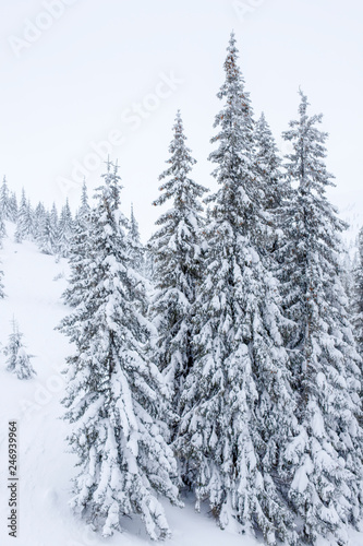 Winter landscape with snow covered firs. Snow covered Christmas trees. Christmas trees in the snow beautiful background.