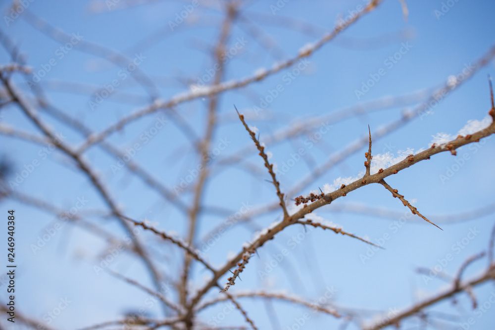 Thin bare branches of trees covered with snow against a clear blue winter sky Thin bare branches of trees covered with snow against a clear blue winter sky