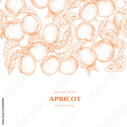 Vector frame with apricots and flowers. Hand drawn. Vintage style