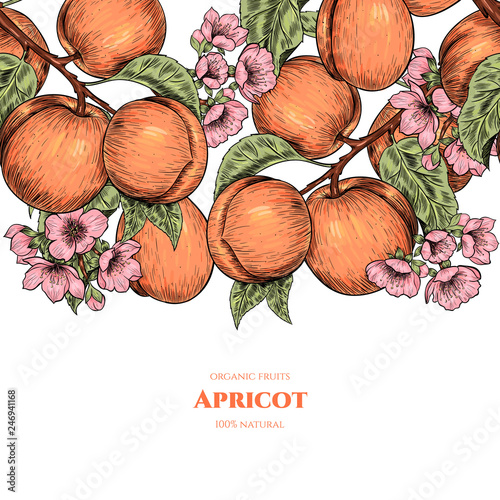 Vector frame with apricots and flowers. Hand drawn. Vintage style