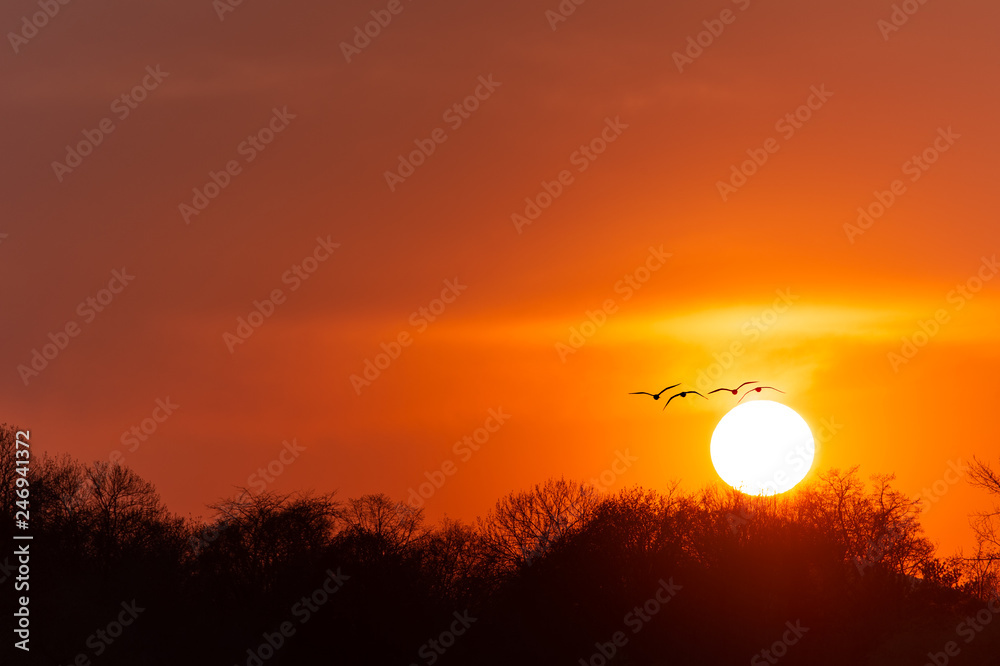 Sun is setting behind tall trees. Summer background with copy space for designs or illustrations.