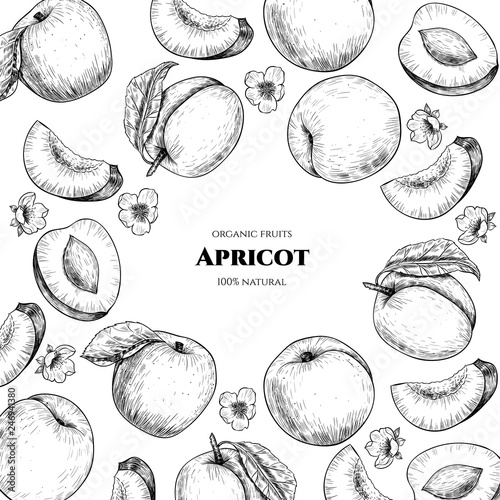 Vector frame with apricots and flowers. Hand drawn. Vintage style