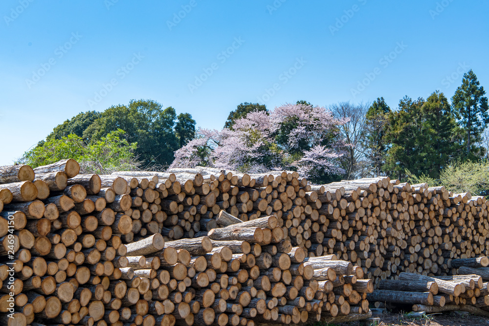 材木置き場